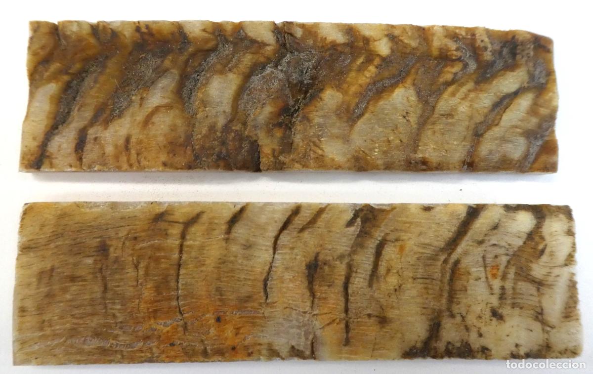 Militaria: Par de Carnero natural, miden 14X4 cm y 0,8 mm aprox. de grueso, peso 102 gr.
