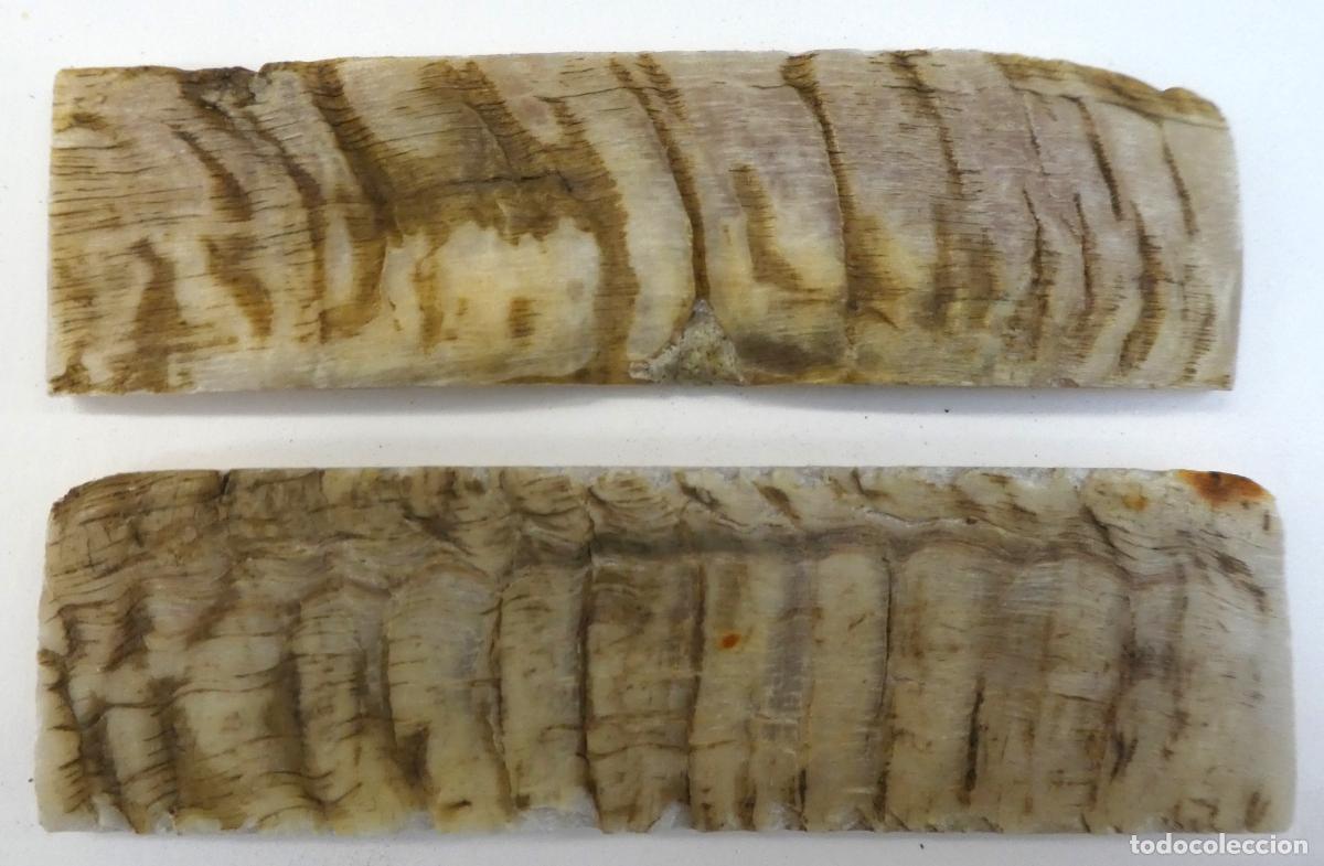 Militaria: Par de Carnero natural, miden 14X4 cm y 0,8 mm aprox. de grueso, peso 108 gr.