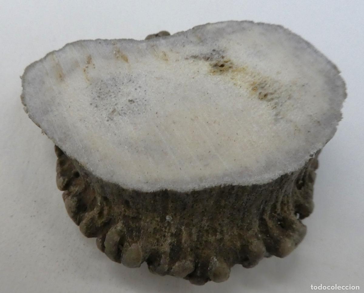 Militaria: Roseta de ciervo natural, mide 5X4,5 cm y 2 cm aprox. de grueso, peso 34 gr.