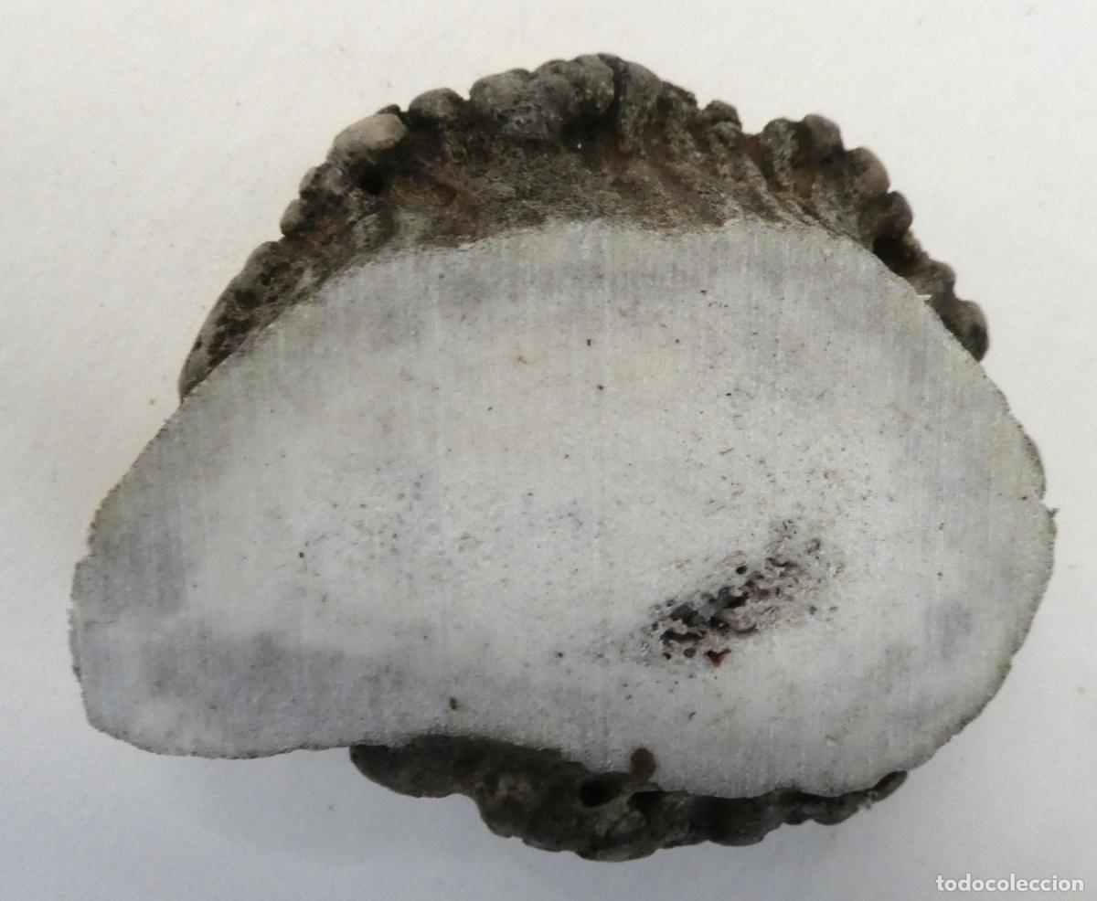 Militaria: Roseta de ciervo natural, mide 6X5 cm y 2 cm aprox. de grueso, peso 43 gr.