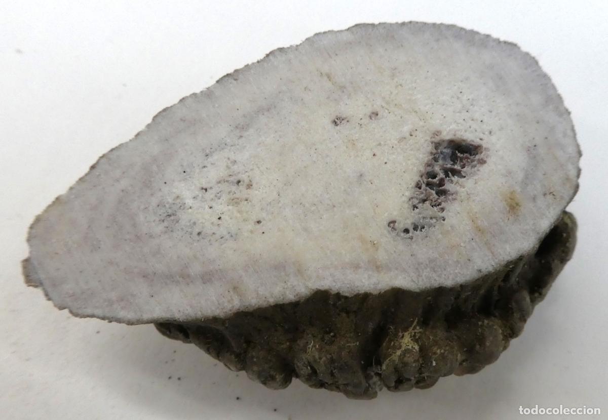 Militaria: Roseta de ciervo natural, mide 7X5 cm y 2,4 cm aprox. de grueso, peso 59 gr.