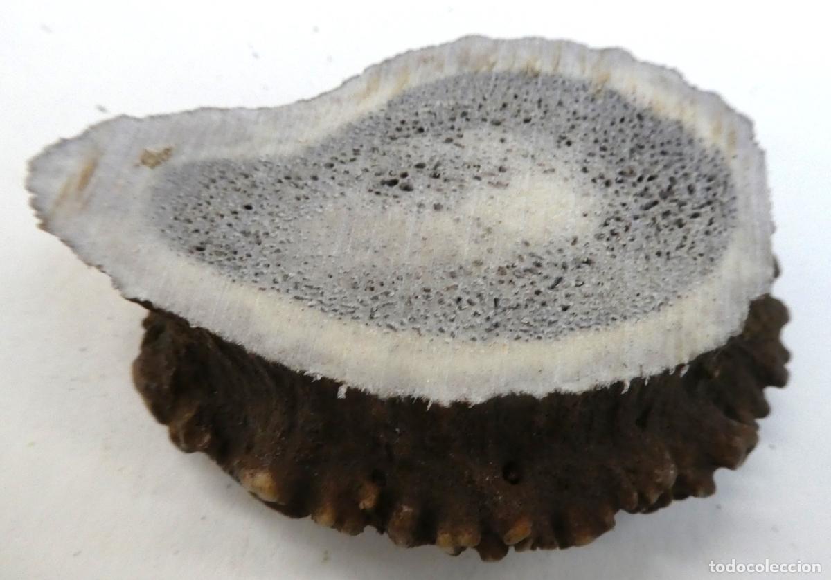 Militaria: Roseta de ciervo natural, mide 8X6 cm y 2,2 cm aprox. de grueso, peso 72 gr.