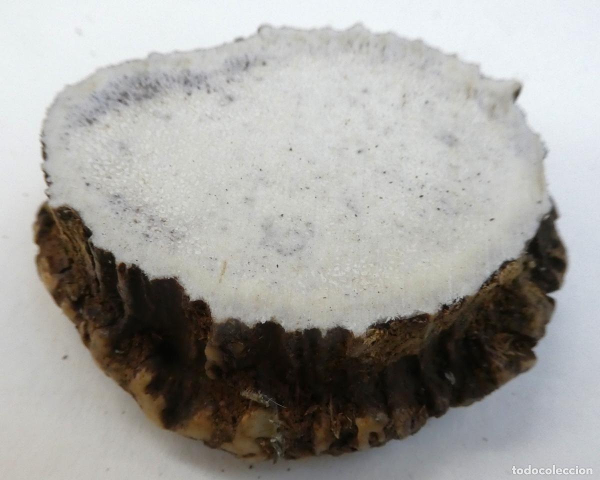 Militaria: Roseta de ciervo natural, mide 7X7 cm y 2,5 cm aprox. de grueso, peso 94 gr.