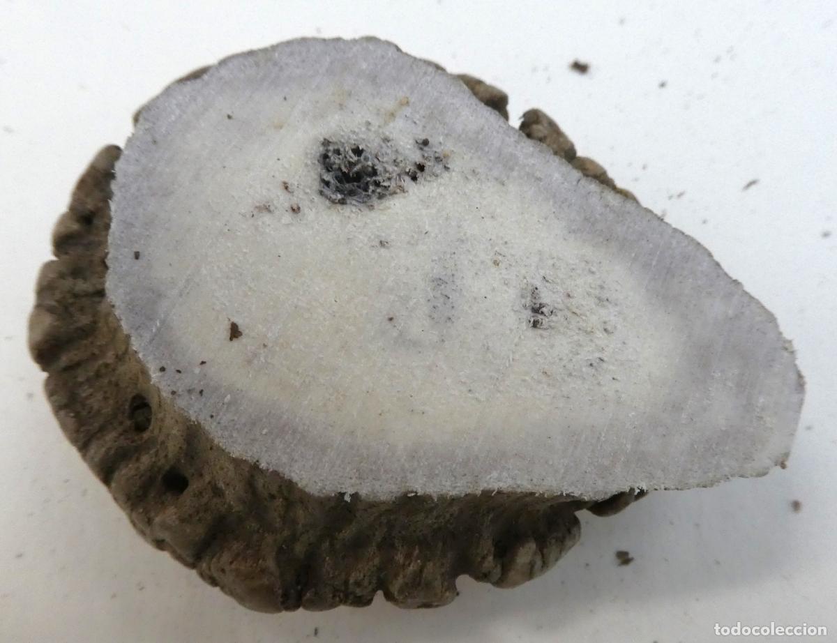 Militaria: Roseta de ciervo natural, mide 6,5X5,5 cm y 2,2 cm aprox. de grueso, peso 67 gr.
