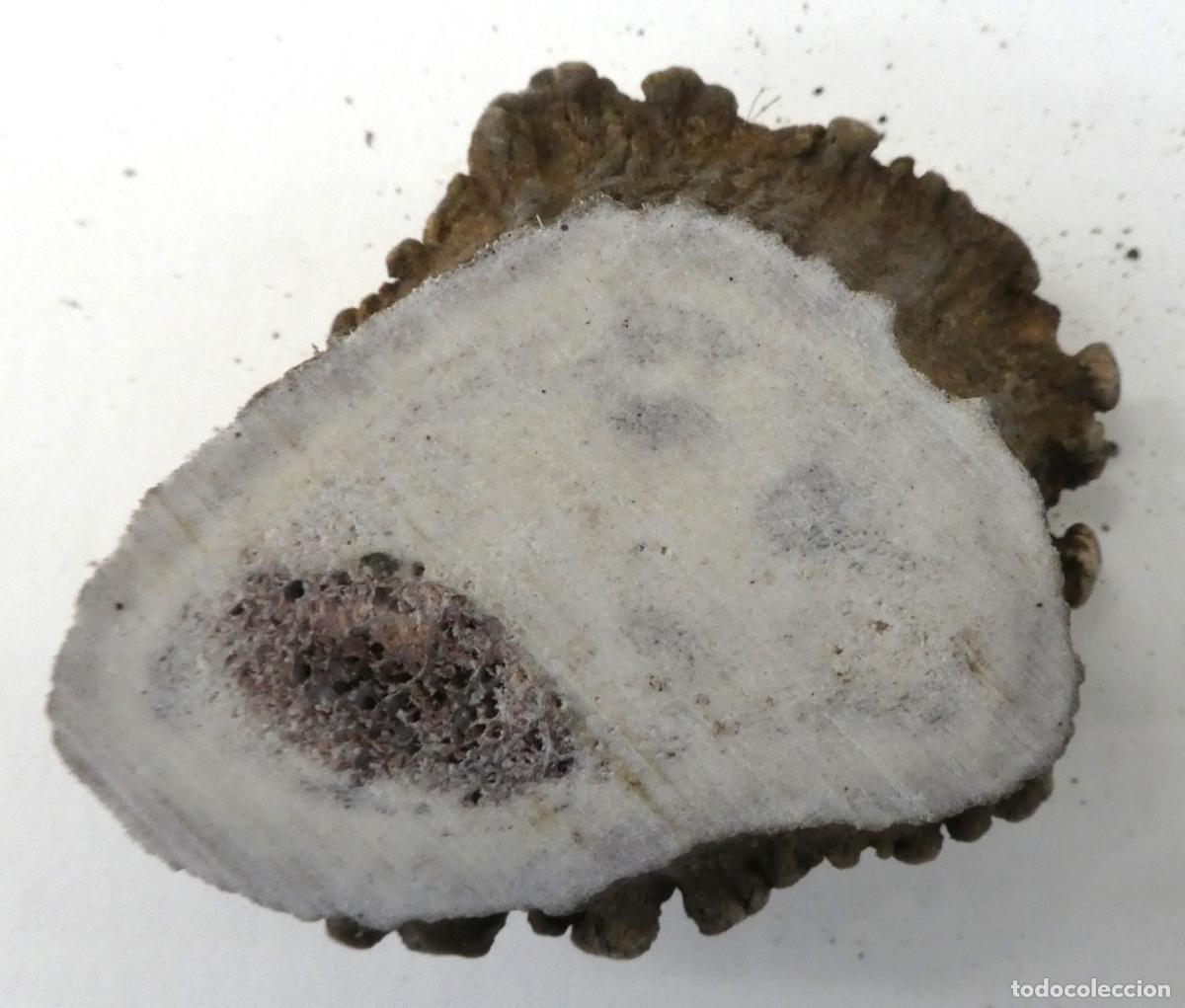 Militaria: Roseta de ciervo natural, mide 7X6cm y 2,5 cm aprox. de grueso, peso 62 gr.