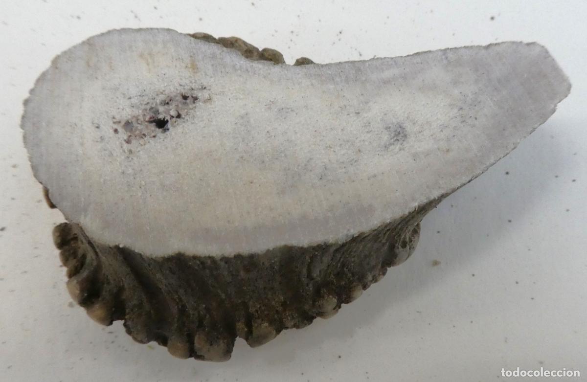 Militaria: Roseta de ciervo natural, mide 7X4,5 cm y 2 cm aprox. de grueso, peso 44 gr.