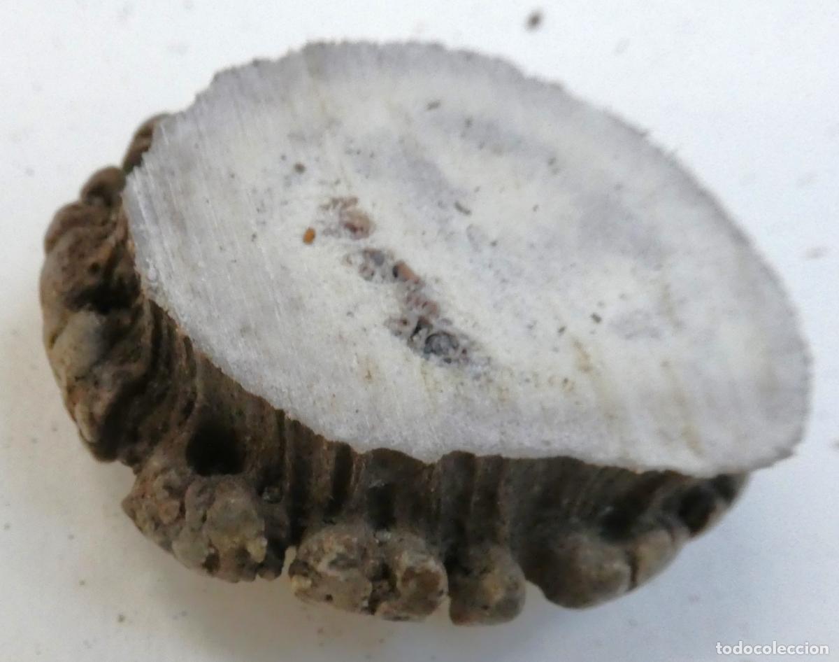 Militaria: Roseta de ciervo natural, mide 5,2X5 cm y 2 cm aprox. de grueso, peso 46 gr.
