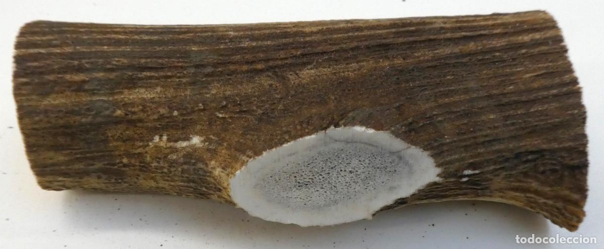 Militaria: Pu&ntilde;o de asta ciervo natural,mide 13X6 cm, peso 187 gr.,ideal para cachas de navajas ,cuchillos etc