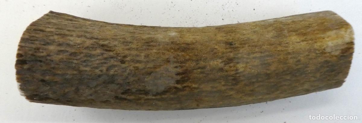 Militaria: Pu&ntilde;o de asta ciervo natural,mide 12,5X5 cm, peso 117 gr.,ideal para cachas de navajas ,cuchillos etc