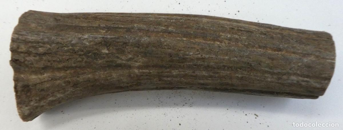 Militaria: Pu&ntilde;o de asta ciervo natural,mide 13X5 cm, peso 119 gr.,ideal para cachas de navajas ,cuchillos etc