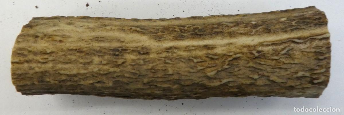 Militaria: Pu&ntilde;o de asta ciervo natural,mide 12X4 cm, peso 121 gr.,ideal para cachas de navajas ,cuchillos etc