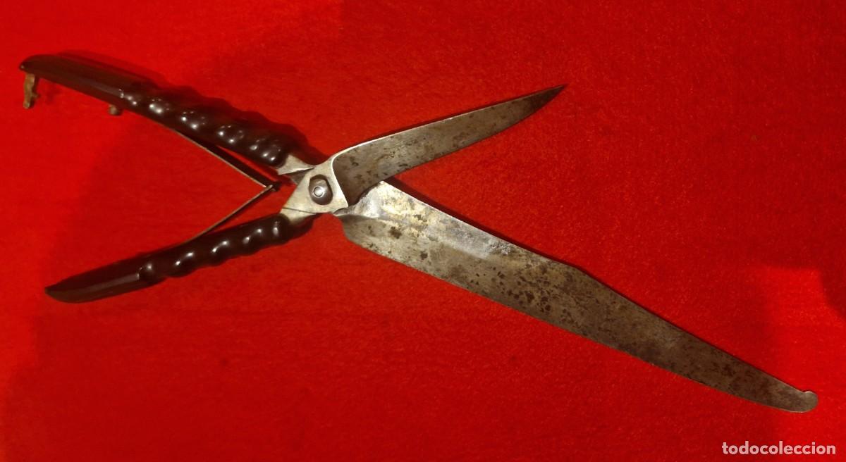 Militaria: Antiguas tijeras de disecci&oacute;n siglo XIX