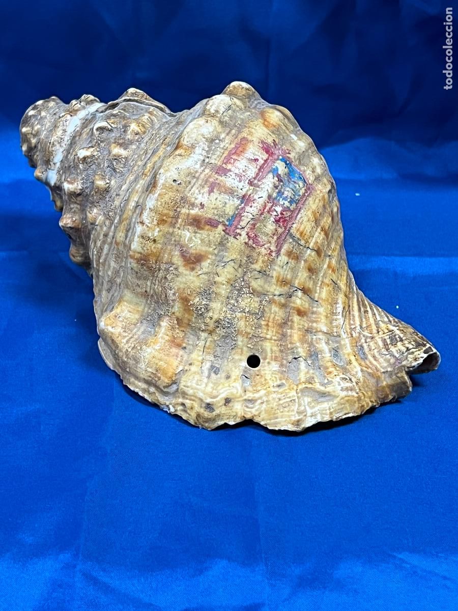 Militaria: caracola trompleta de la OJE organizacion juvenil espa&ntilde;ola - sellada