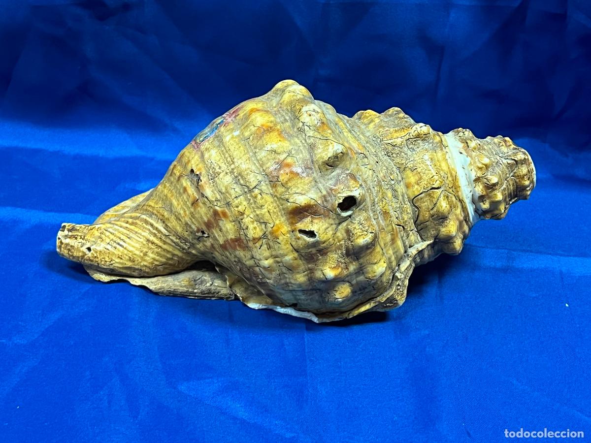 Militaria: caracola trompleta de la OJE organizacion juvenil espa&ntilde;ola - sellada