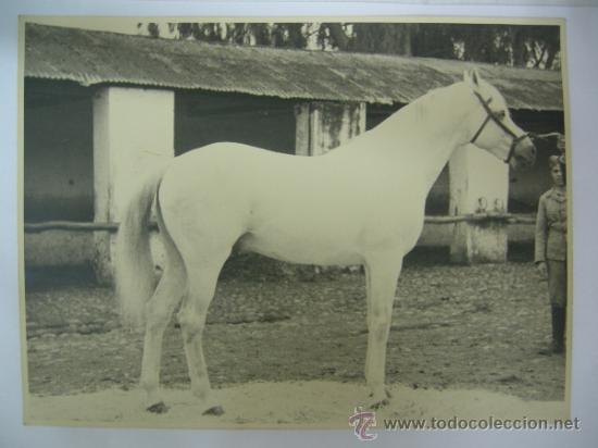 Military Antiques: FOTOGRAFIA - PRECIOSO EJEMPLAR - CABALLO MILITAR  ZONA CORDOBA O JAEN A&Ntilde;OS 30-40 - ORIGINAL