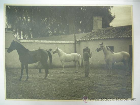 Military Antiques: FOTOGRAFIA - PRECIOSOS EJEMPLARES - CABALLOS MILITARES - ZONA CORDOBA O JAEN A&Ntilde;OS 30-40 - ORIGINAL