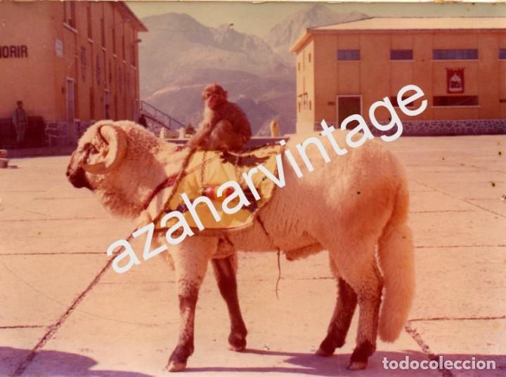 Militaria: FOTOGRAFIA CARNERO Y MONO MASCOTA DE LA LEGION ESA&Ntilde;OLA, 120x88mm