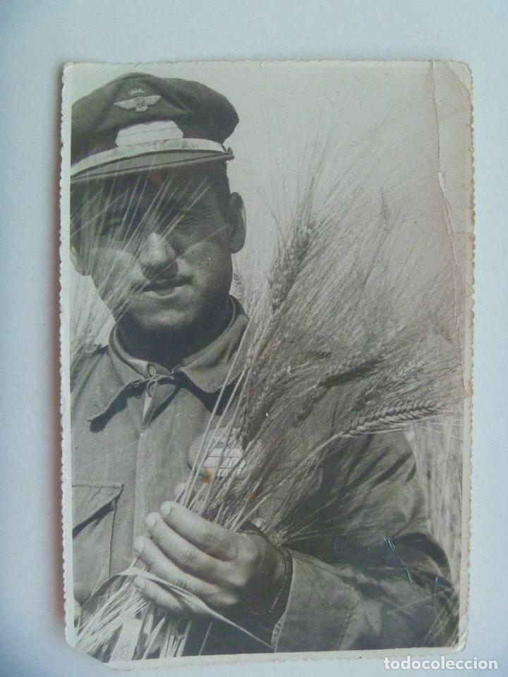 Militaria: EJERCITO DEL AIRE : FOTO DE SARGENTO DE AVIACION CON ESPIGAS DE TRIGO ........ 12 X 18 CM