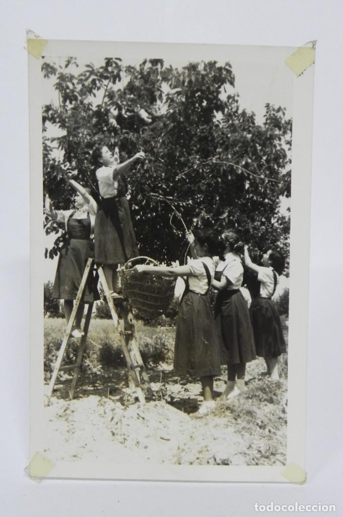 Militaria: FOTOGRAFIA DE MUJERES DE FALANGE, SECCION FEMENINA RECOGIENDO NARANJAS, A&Ntilde;O 1955, REPORTAJE HERRERO,