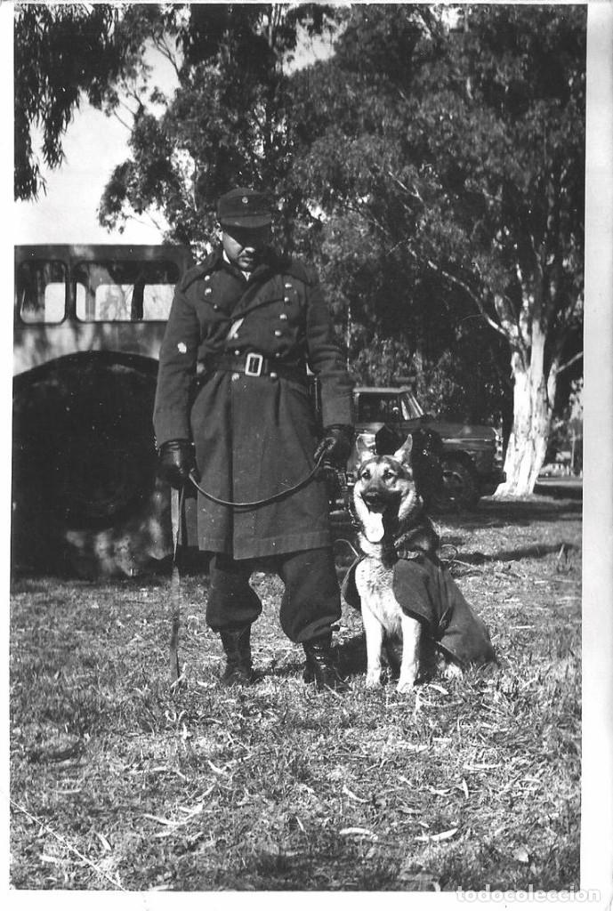 Militaria: X170 - Policia argentino con su perro de rescate Pastor Alem&aacute;n German shepherd - Foto 18x12cm 1960'