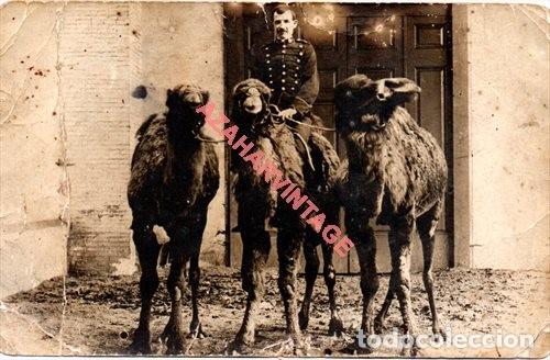 Militaria: RARISIMA POSTAL FOTOGRAFICA, MILITAR CON CAMELLOS, 9x14 cms