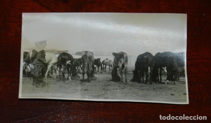 Militaria: FOTOGRAFIA DE CABALLOS DEL PRIMER ESCUADRON, LOS ARGELINOS, CABALLERIA, MIDE 10 X 6 CMS.