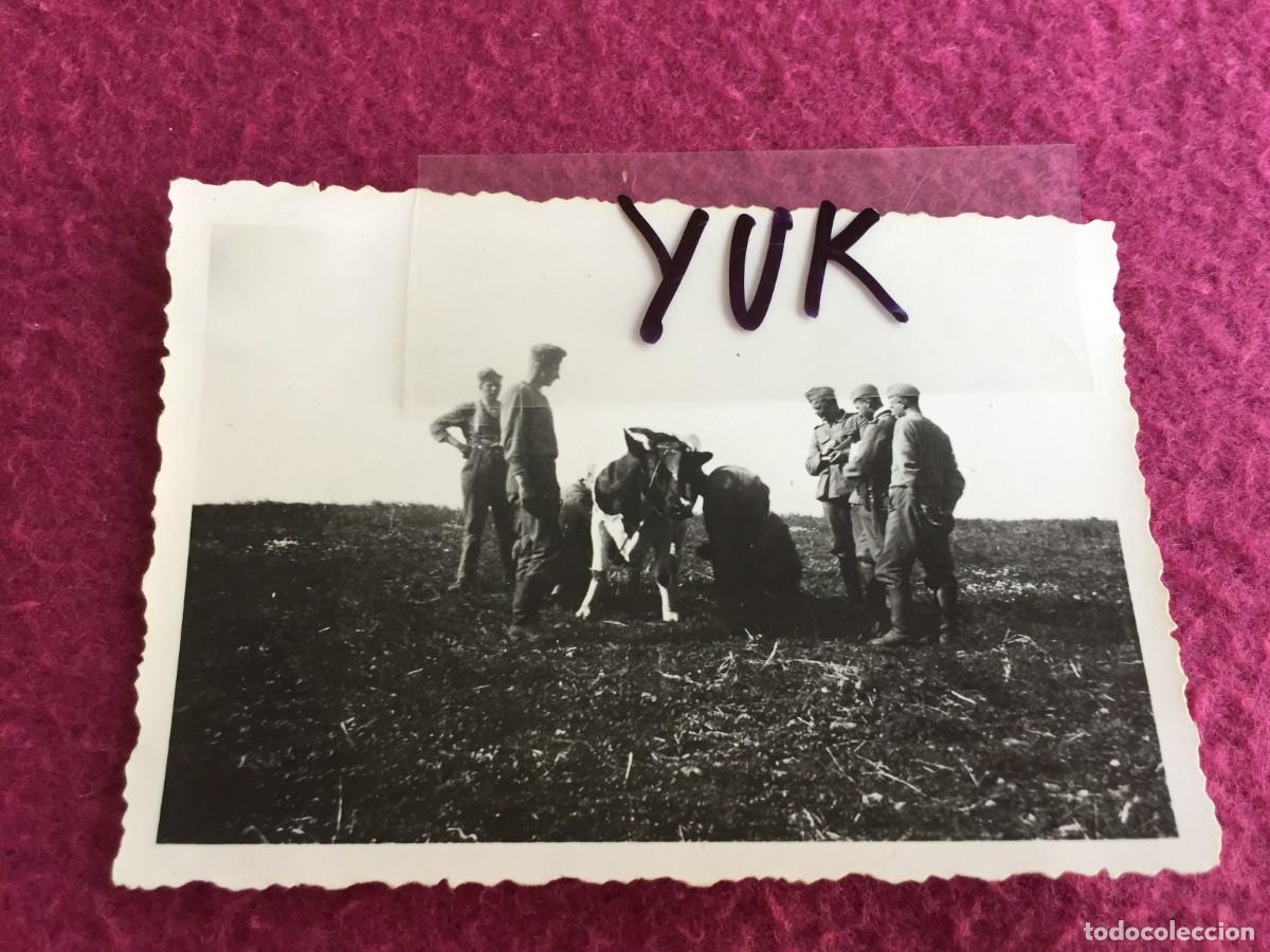 Militaria: *** FOTO DE GRUPO DE SOLDADOS ALEMANES ORDE&Ntilde;ANDO UNA VACA *** 2&ordf; GUERRA MUNDIAL *** III REICH ***