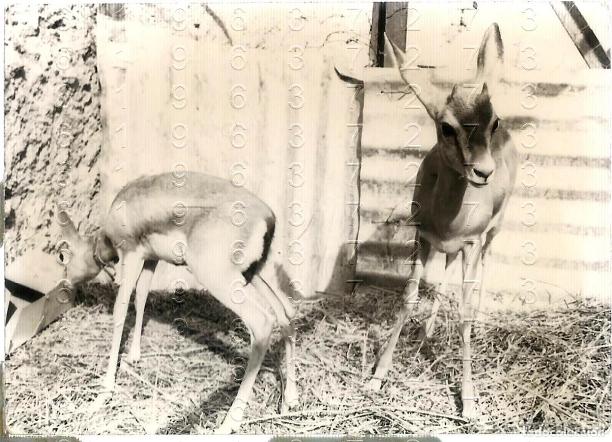 Militaria: EJERCITO DE AFRICA ARCHIVO CAPITAN PABLO VI&Ntilde;AS PIZARRO FOTOGRAFIA 10X7 LM5