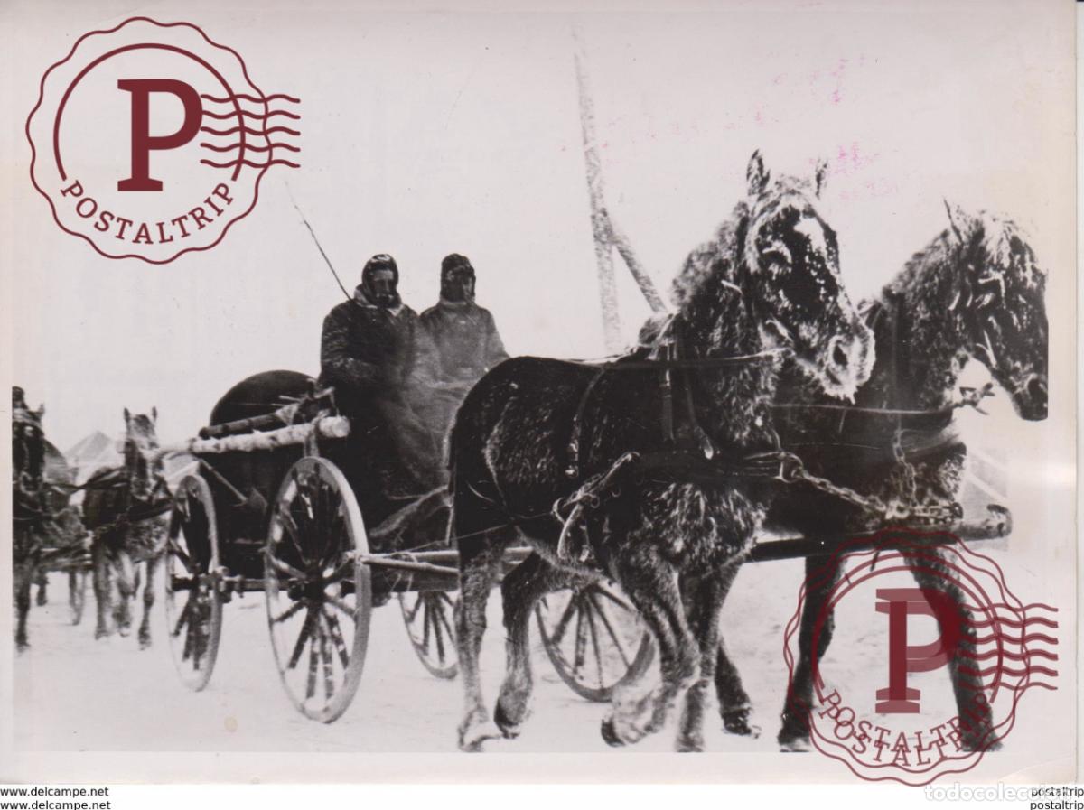 Militaria: PFERDE FOTO DE PRESSE WW2 WWII WORLD WAR 2 WELTKRIEG aleman deutchland