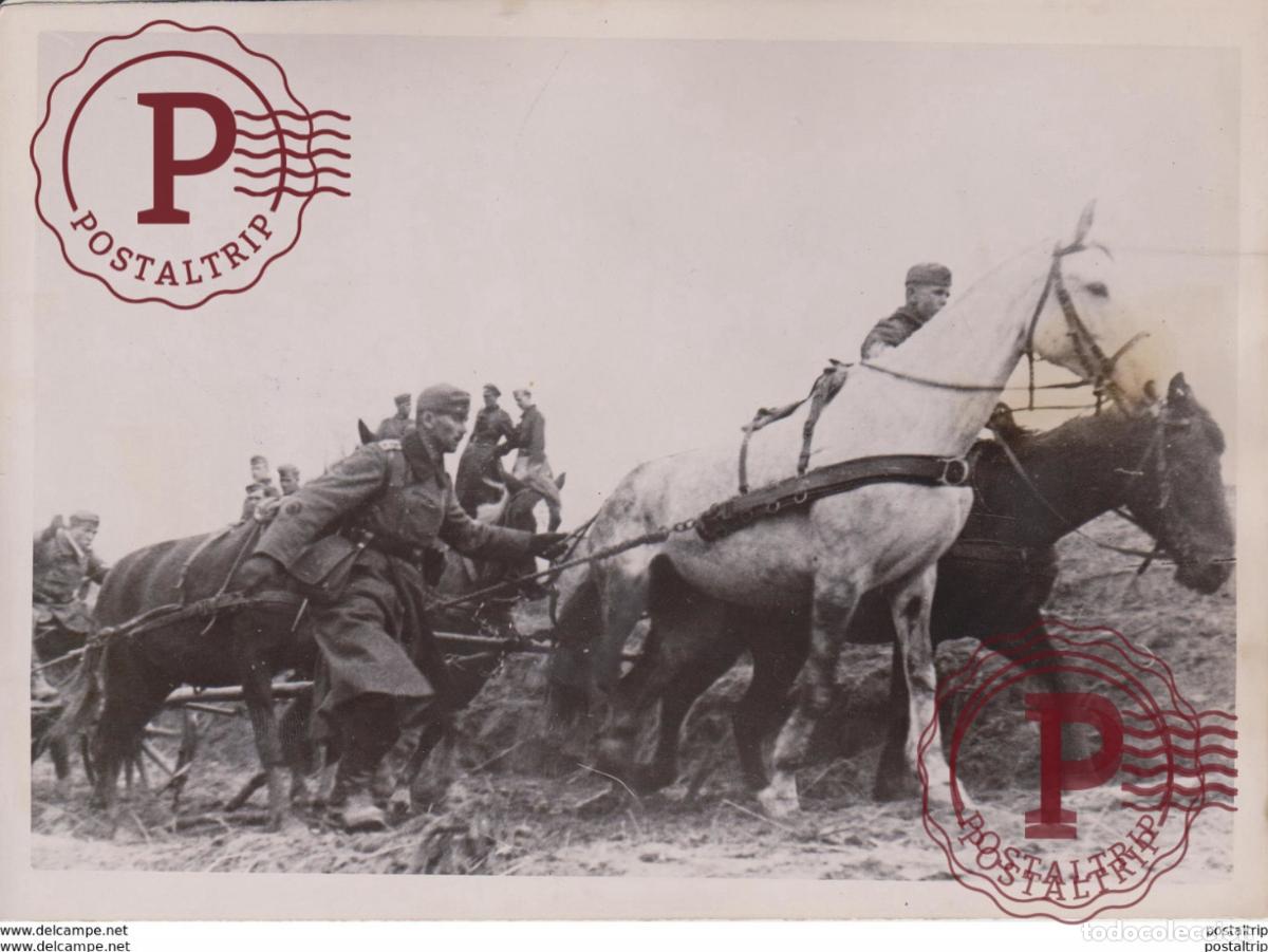 Militaria: MUSHAL DES KRIEGES FOTO DE PRESSE WW2 WWII WORLD WAR 2 WELTKRIEG aleman deutchland