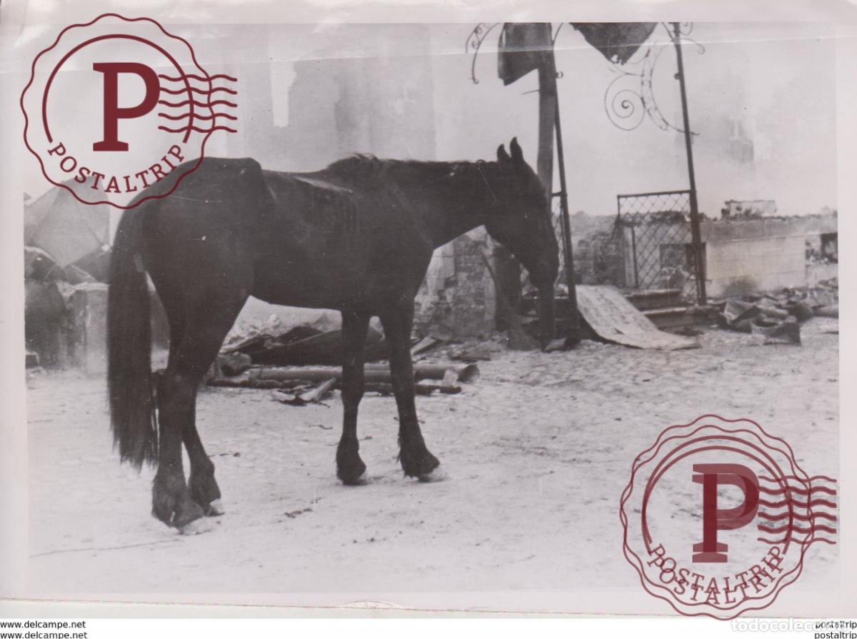 Militaria: FOTO DE PRESSE WW2 WWII WORLD WAR 2 WELTKRIEG aleman deutchland