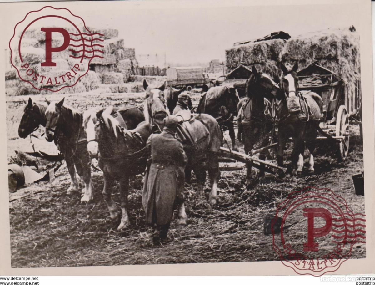 Militaria: PFERDE NACHSCHUB SOWJETS FOTO DE PRESSE WW2 WWII WORLD WAR 2 WELTKRIEG aleman deutchland