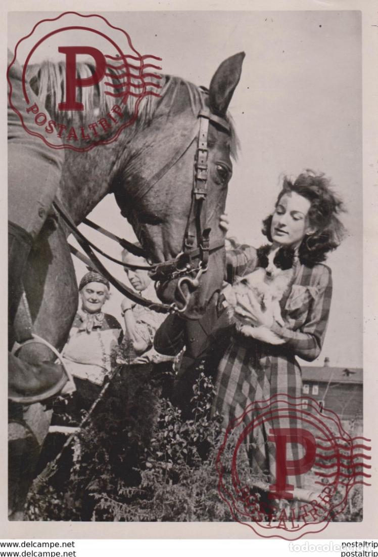 Military Antiques: REITPFERD DIANA STRUPSI FOTO DE PRESSE WW2 WWII WORLD WAR 2 WELTKRIEG aleman deutchland