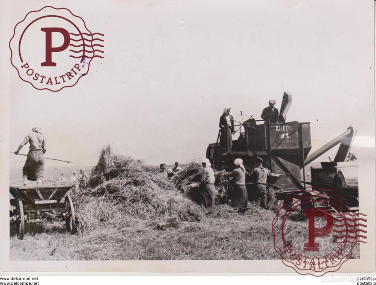 Militaria: AGRICULTURA RUSSIA RUSSO FOTO DE PRESSE WW2 WWII WORLD WAR 2 WELTKRIEG aleman deutchland