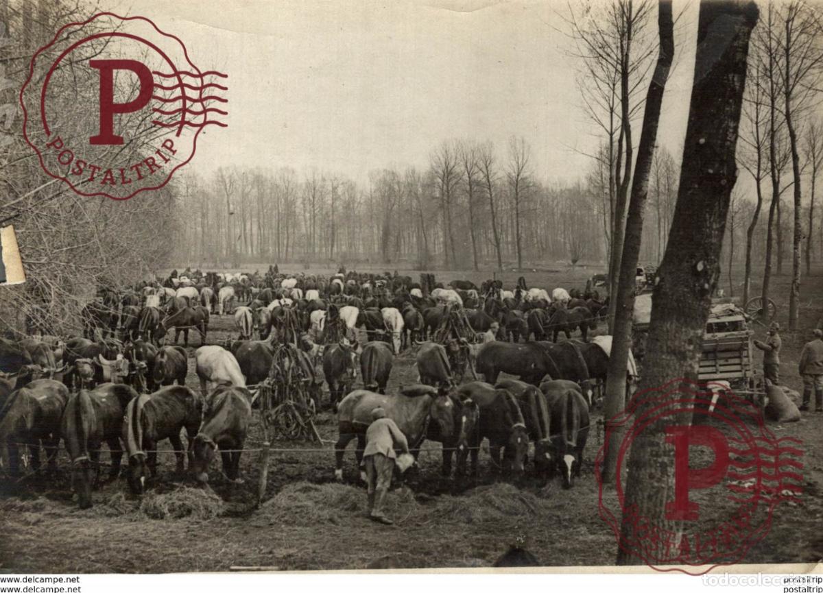 Military Antiques: SOMME ARTILLEURS AU REPOS LA CAVALERIE +-&nbsp;18*13CM