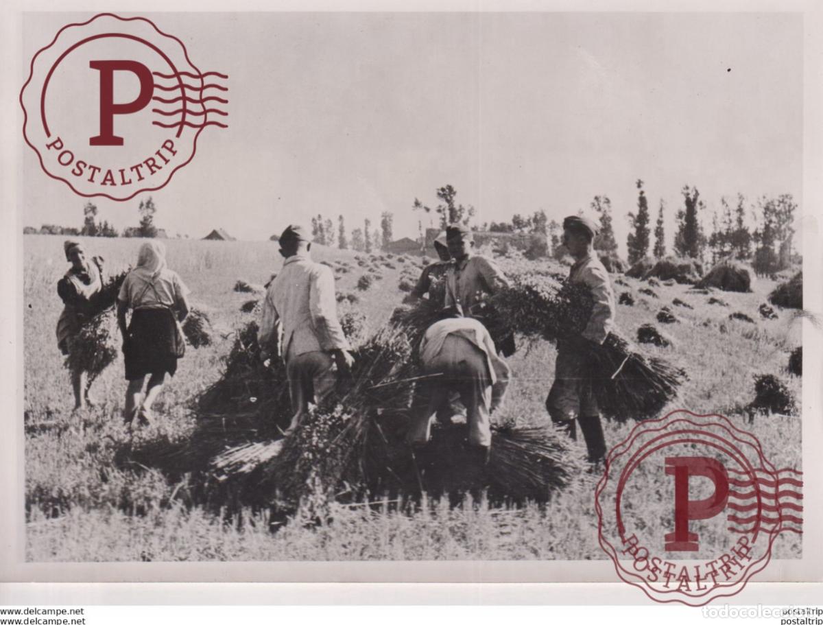 Militaria: REICHSARBEITSDIENSTES ARBEITSMANNER 18*13cm WW2 WORLD WAR 2 WELTKRIEG deutschland