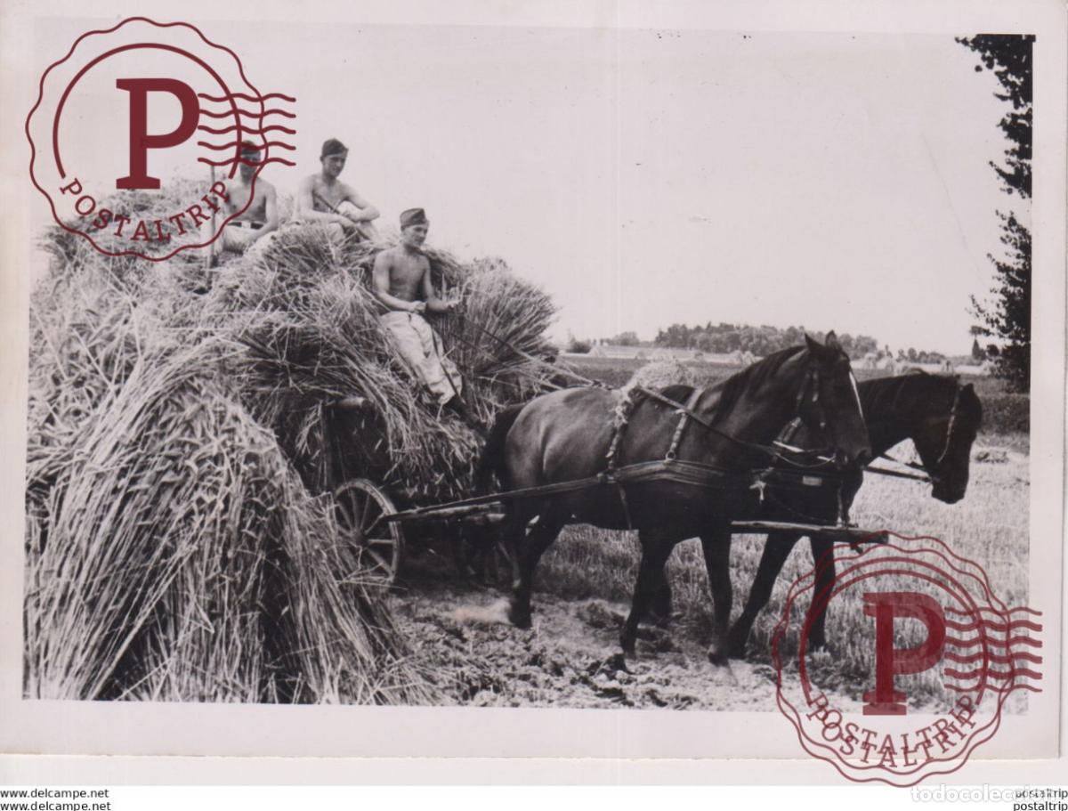 Militaria: ARBEITSM&Auml;NNER ALS ERNTEHELFER KRIEGSEINSATZ DES RAD REICHSARBEITSDIENST 18*13cm WW2 WORLD WAR 2 W