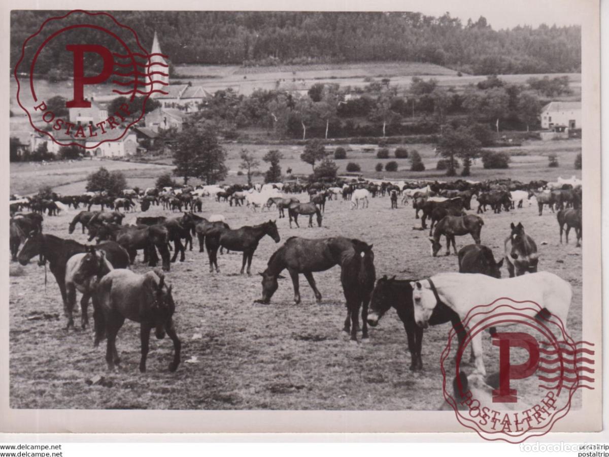 Militaria: DEUTSCHEN TRUPPEN FRANKREICH PFERDE 18*13CM WW2 WWII WORLD WAR 2 WELTKRIEG aleman deutschland