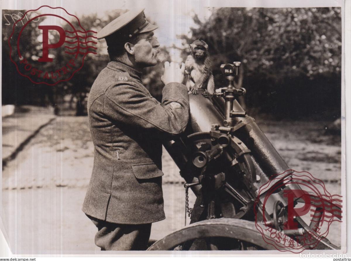 Militaria: MONKEY TRENCH MORTAR SCHOOL MASCOT GERMAN BRITISH WESTERN FRONT 20*15CM WWI WORLD WAR GUERRE