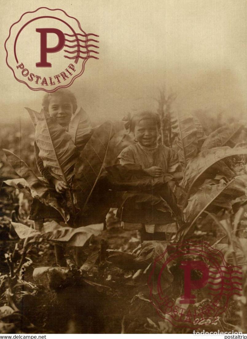 Militaria: TABAKANBAU IN DEUTSCHLAND WORLD WAR I 16*12CM aktiebolaget bild-centralen SWEDEN