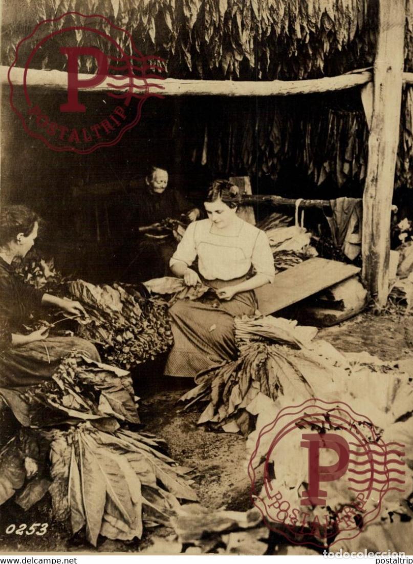 Militaria: TABAKANBAU IN DEUTSCHLAND TABAK TABACO WORLD WAR I 16*12CM aktiebolaget bild-centralen SWEDEN