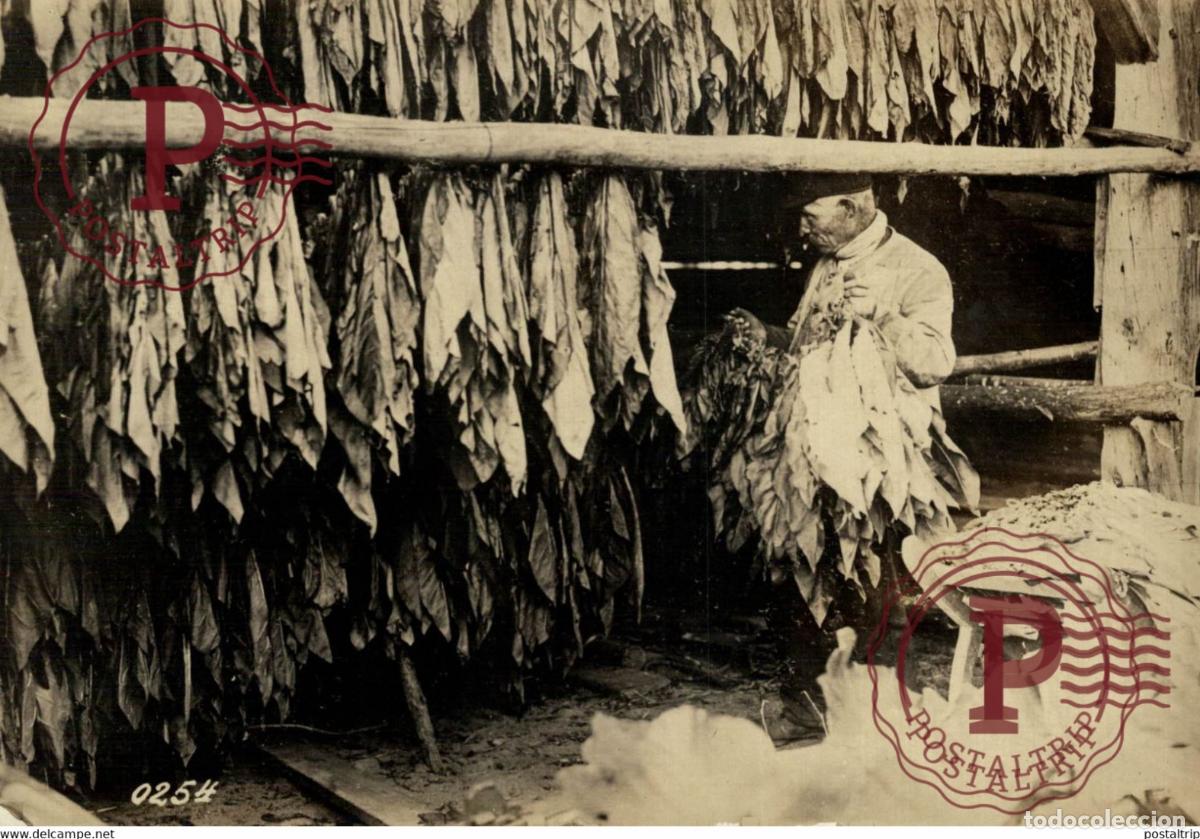 Militaria: TABAKANBAU IN DEUTSCHLAND TABAK TABACO WORLD WAR I 16*12CM aktiebolaget bild-centralen SWEDEN