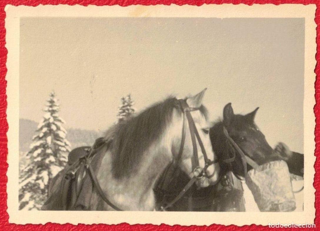 Militaria: Gebirgsj&auml;ger Caballos Unidades de &eacute;lite de infanter&iacute;a ligera de monta&ntilde;a Wehrmacht Deutches Reich