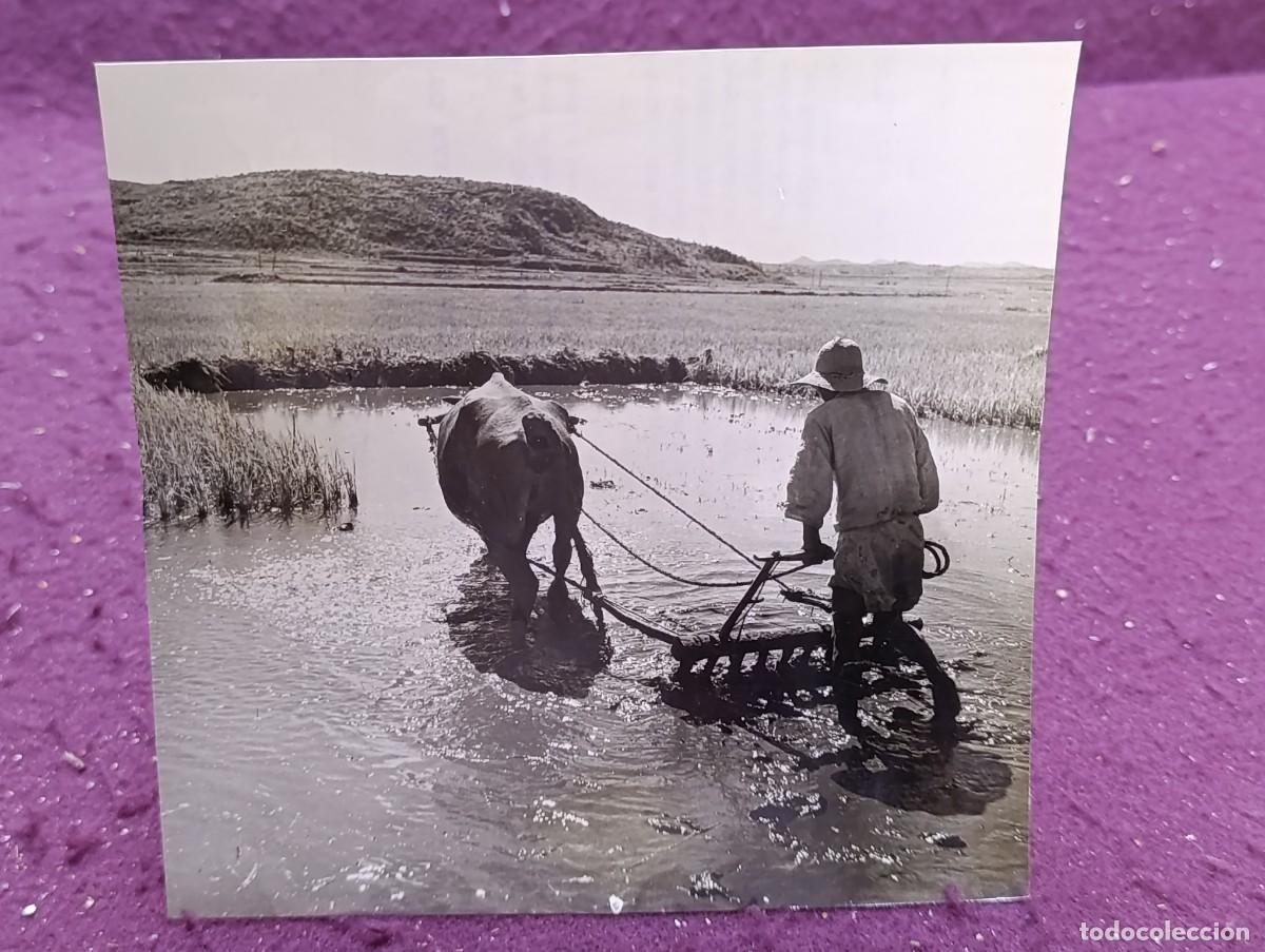 Militaria: Antigua Fotograf&iacute;a de Prensa Militar de Archivo, Guerra de Corea, Agricultor en Arrozal