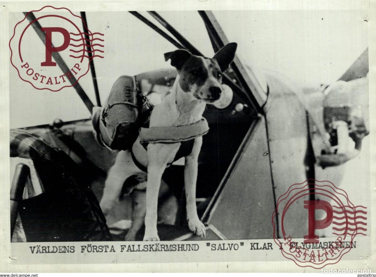 Military Antiques: WW2 WORLDS FIRST PARACHTE DOG READY FOR ACTION 20*15cm PRESSENS BILD SWEDEN PINEHOLE SEE CORNERS