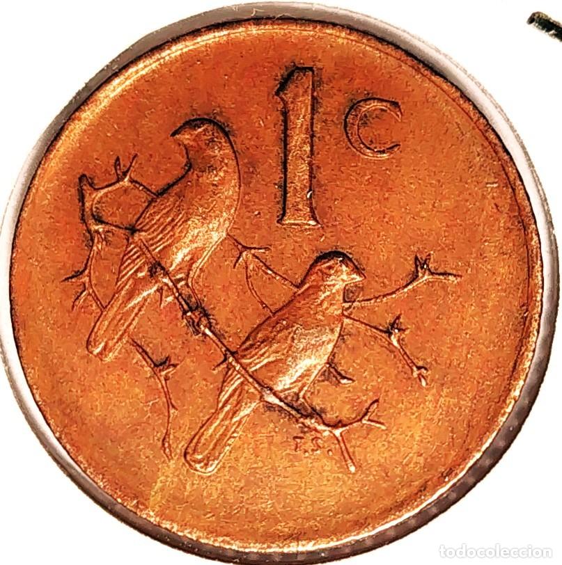 Old Coins of Africa: SUDAFRICA (1961-) - 1 CENTAVO 1984 - GORRION - A - 3 GR. BRONCE - DIAMETRO 19 mm - KM#82 - MB