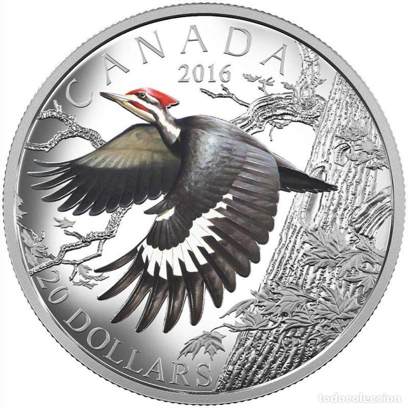 Monedas antiguas de Am&eacute;rica: CANADA 20$ ONZA DE PLATA PURA 2016 AVES PAJARO CARPINTERO