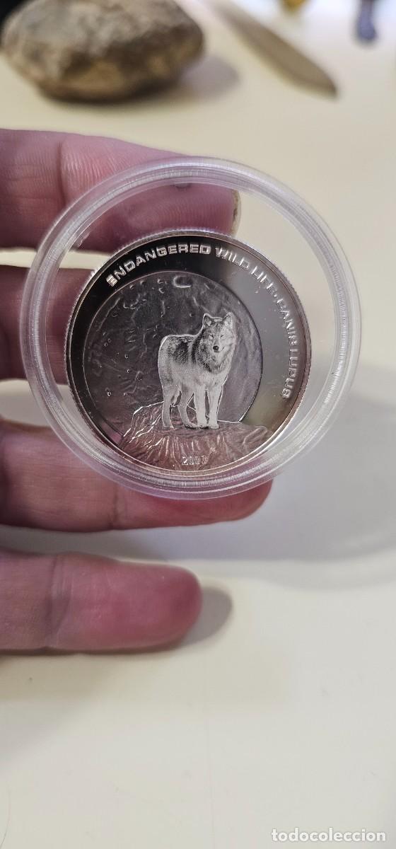 Monedas antiguas de Asia: Preciosa moneda 500 tugrik Mongolia plata