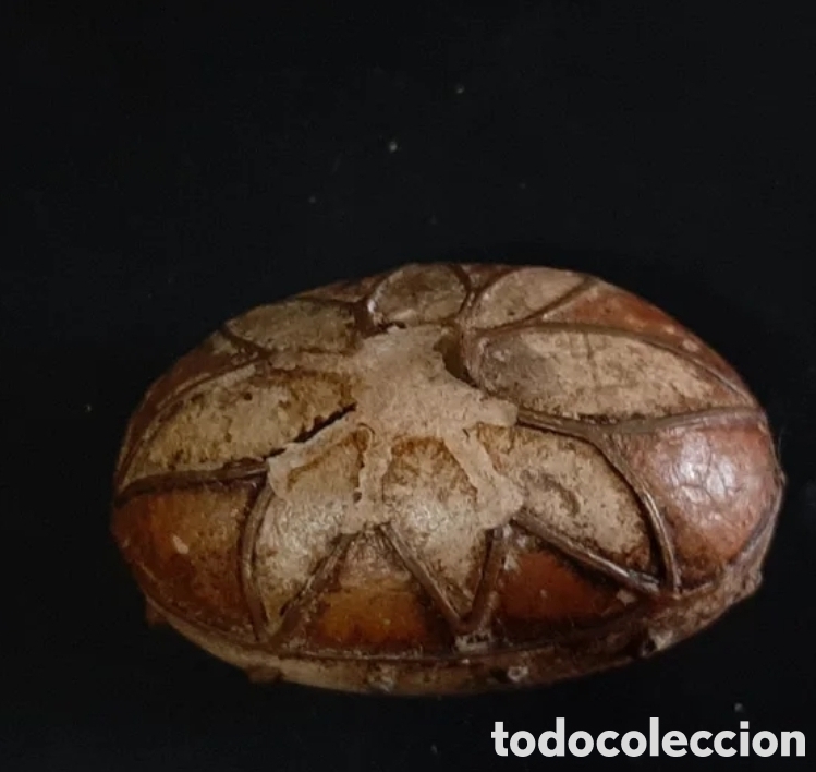Monedas Hispano &aacute;rabes: Amuleto. Flor de 8 puntas. - Foto 2