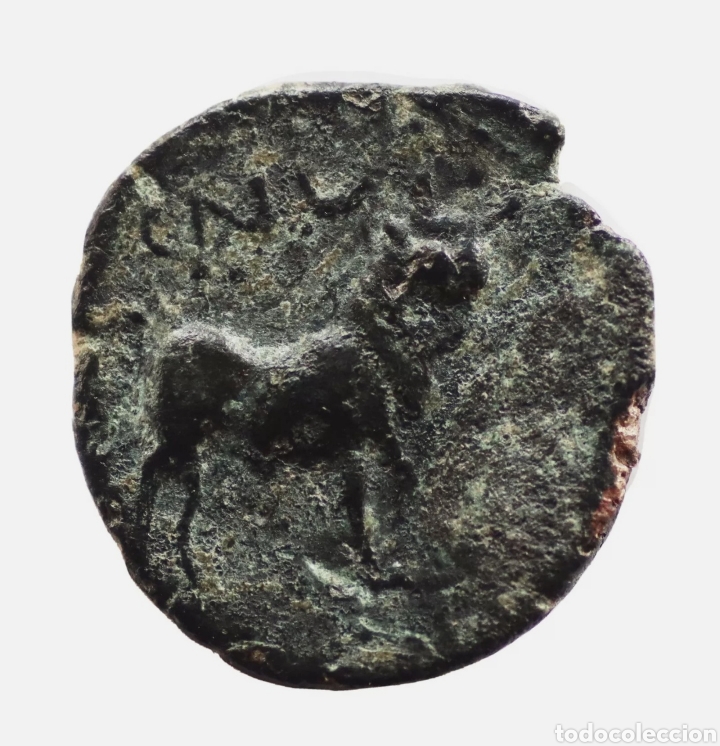 Monedas ib&eacute;ricas: SEMIS CASTULO CAZLONA (JAEN) 150 A.C. - Foto 2